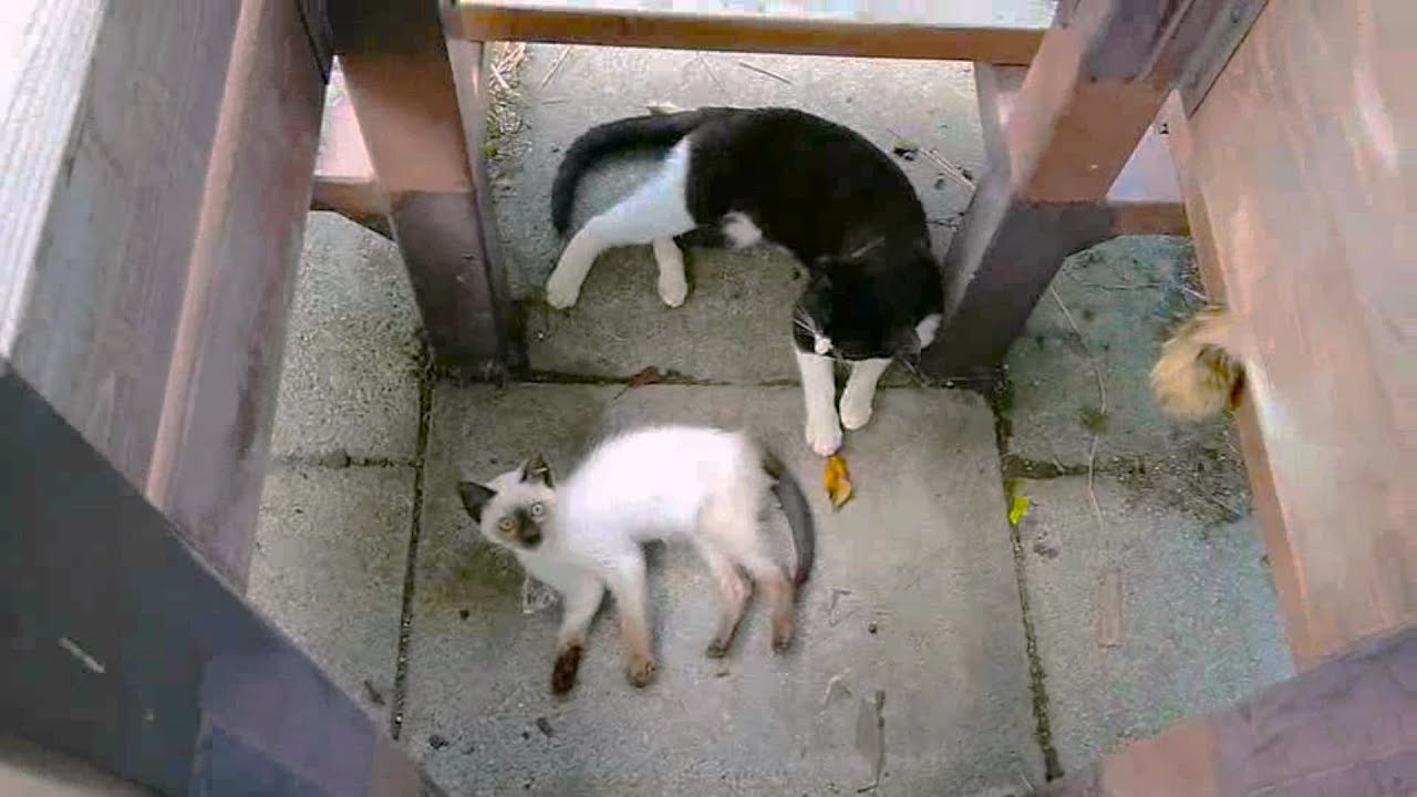 黒白猫がシャム子猫の体を枕にして寝ようとして逃げられた結果🤭