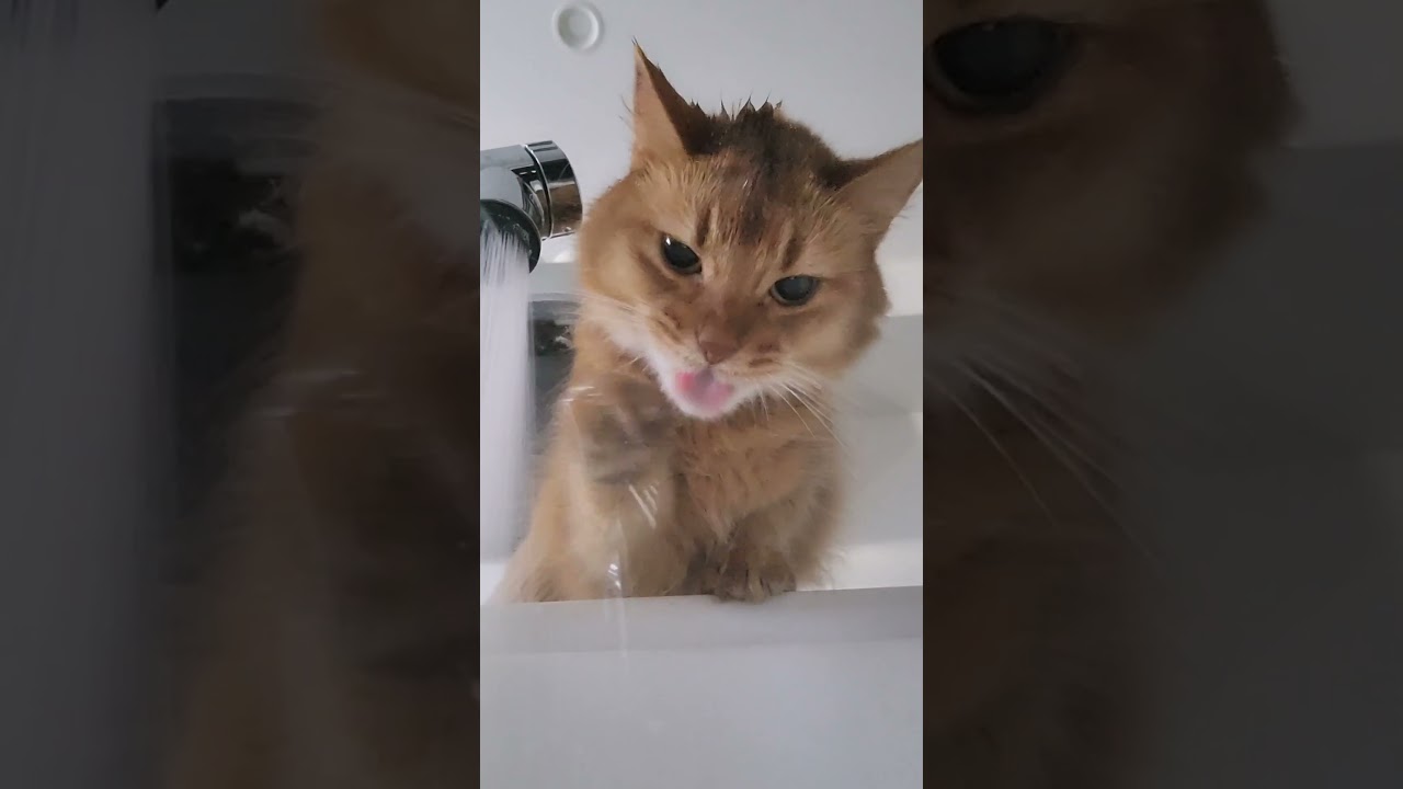 おててで飲む方がおじょうひん🐾໊ #ソマリ #キジトラ #保護猫 #しぴこめ #しぴこめしゃんねる #ねこ #腎不全 #腎臓病 #尿路結石 #ソマリレッド #猫の暮らし