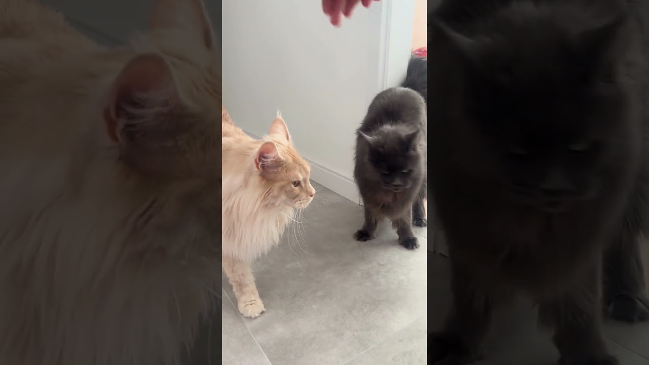 Friendly Maine Coons 🐈🐾  #cat #cute #animals #catlover