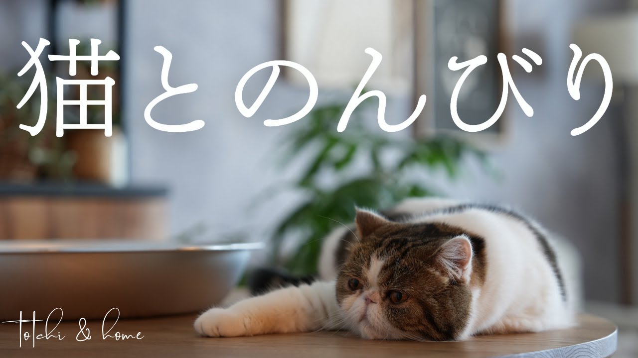 【エキゾチックショートヘア】2匹の猫とのんびり過ごす休日◡̈❤︎