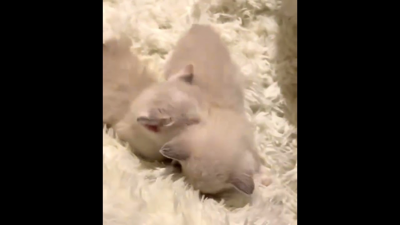 Manx Syndrome bottle babies