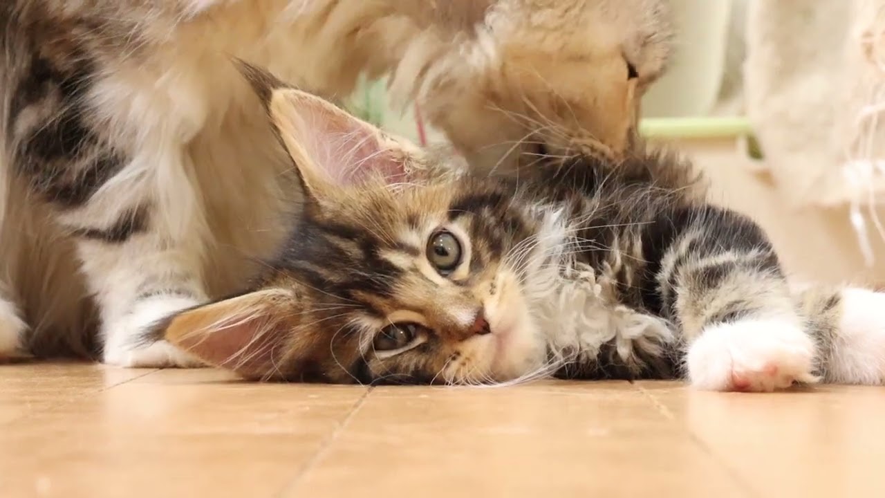 ブラウンのメインクーン子猫姉妹
