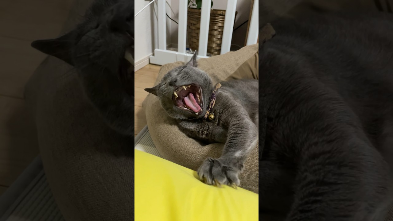 今日のあくび_20240813 #shorts #cat #ロシアンブルー #猫