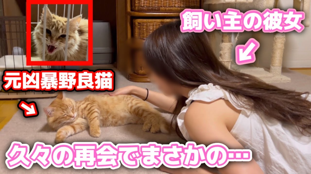 保護した子猫と彼女が久しぶりの再会でまさかの反応でした…