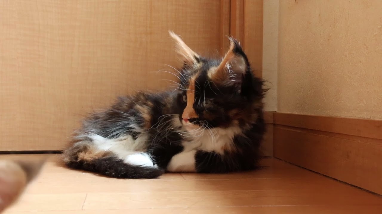 のんびりしているメインクーン子猫リリーちゃん