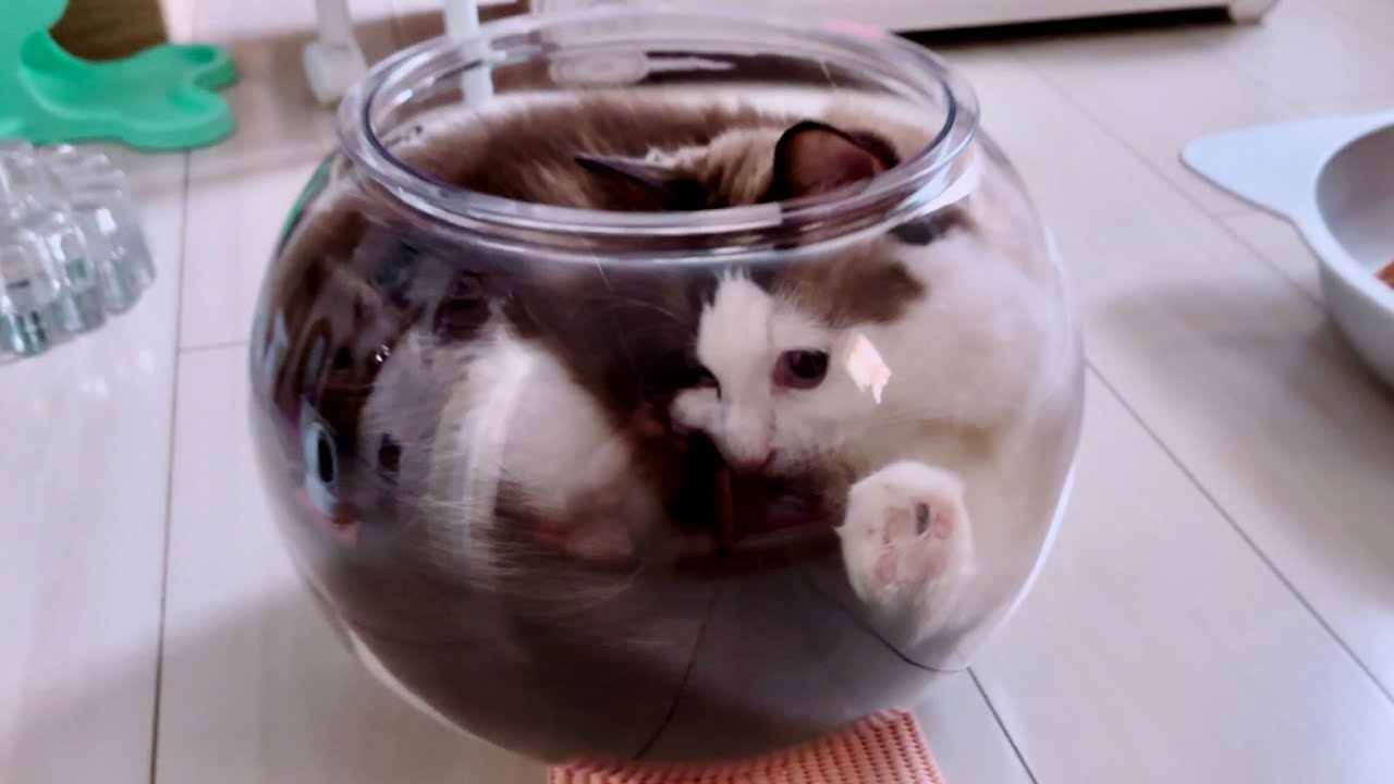 【猫は液体】完全なる液体化にはまだ時間がかかりそうです😈【ラグドール】