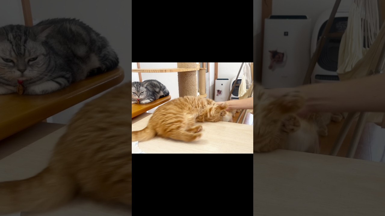 茶々、危機一髪！ #猫 #マンチカン #shorts