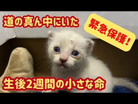 道端に落ちていた野良猫子猫を緊急保護しました