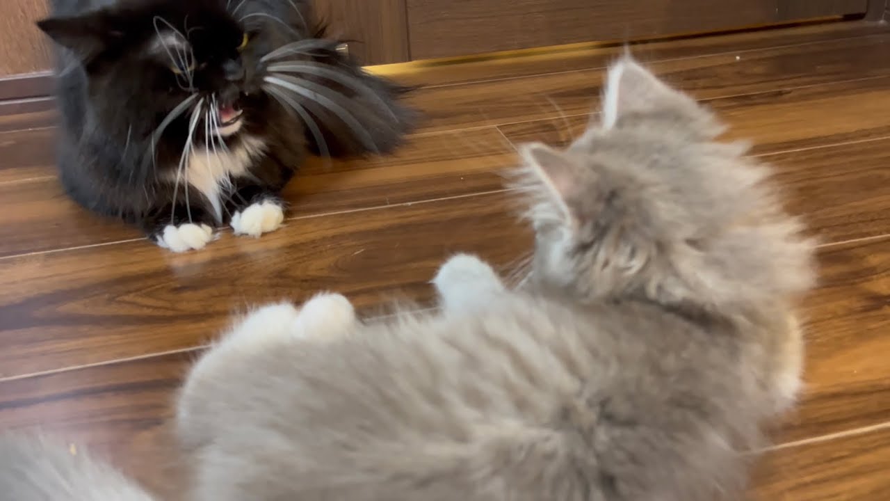 あまりにしつこく付きまとう子猫に堪忍袋の尾が切れた先住猫　ラガマフィン