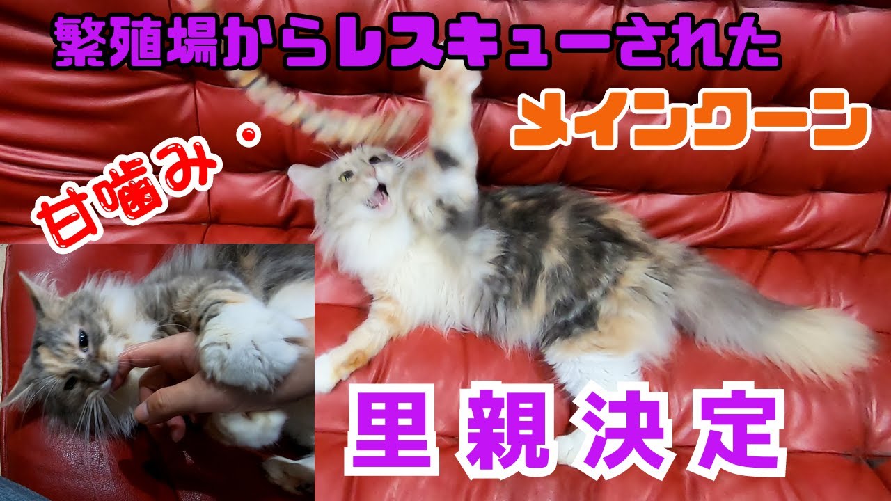 繁殖場からレスキューされたメインクーン甘噛みで甘えて里親決定（保護猫カフェ猫の木）十三駅Maine Coon rescued from breeding farm finds foster home