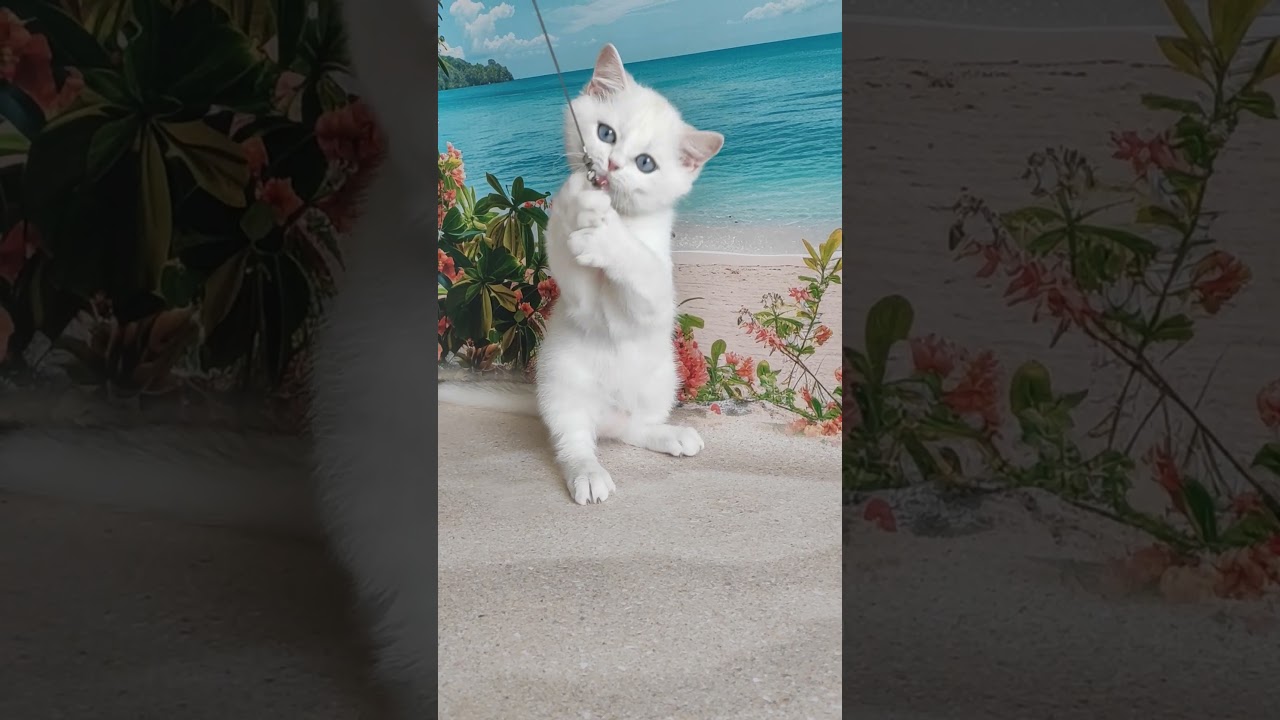 Edman Black Golden Chinchilla Himalayan British Shorthair Male Kitten Available | Purebred Kitties