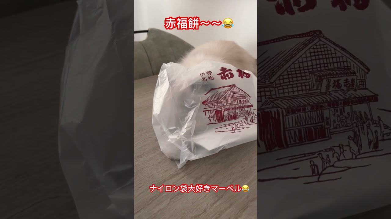 赤福餅の袋が大好き？なヒマラヤンのマーベル🐈🐾 #shorts #happy #ねこのいる暮らし #cat