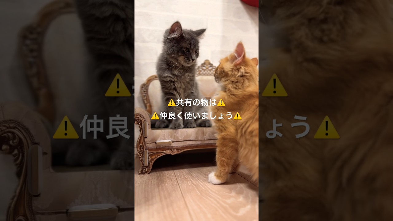 子猫が教えてくれる常識🐱 #猫#cat#サイベリアン#Siberian#子猫#고양이#猫のいる生活