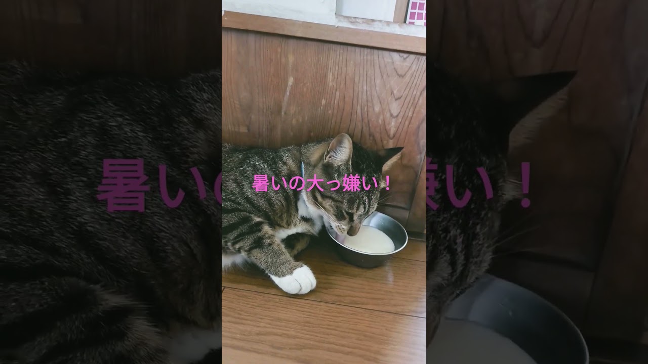 クーラー入れて！#ミル #猫のいる暮らし #保護猫