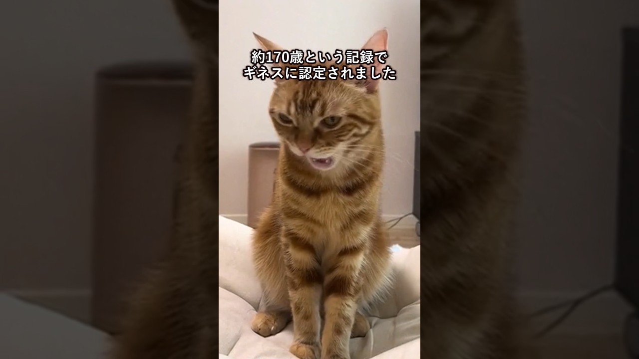 アメリカンショートヘアの可愛さがわかる1分解説