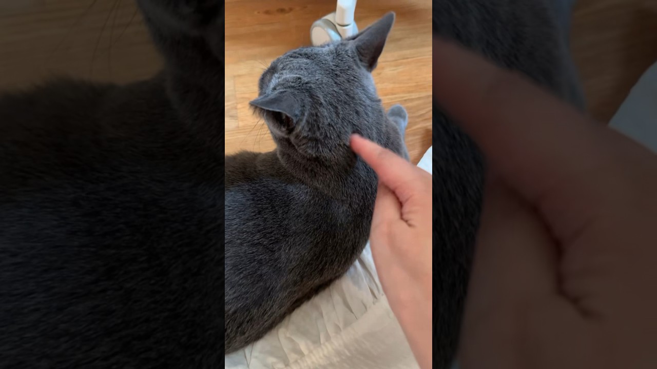 코 만지자 얌전해 지는 고양이 #고양이