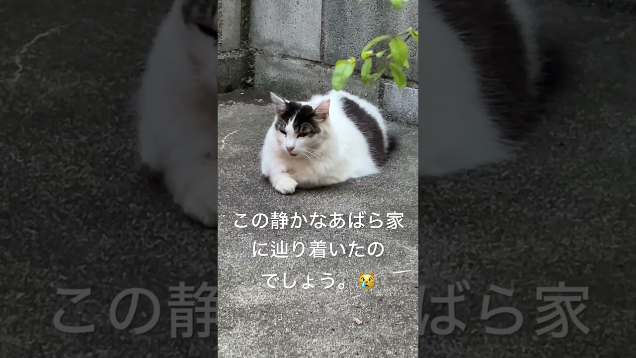 街中で居る場所なんてどこにもニャい😿💔