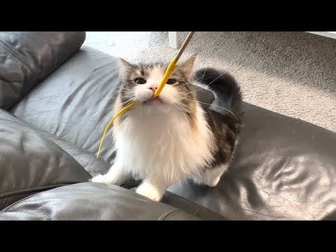 愛猫がおもちゃで無邪気に遊ぶ姿に癒されました