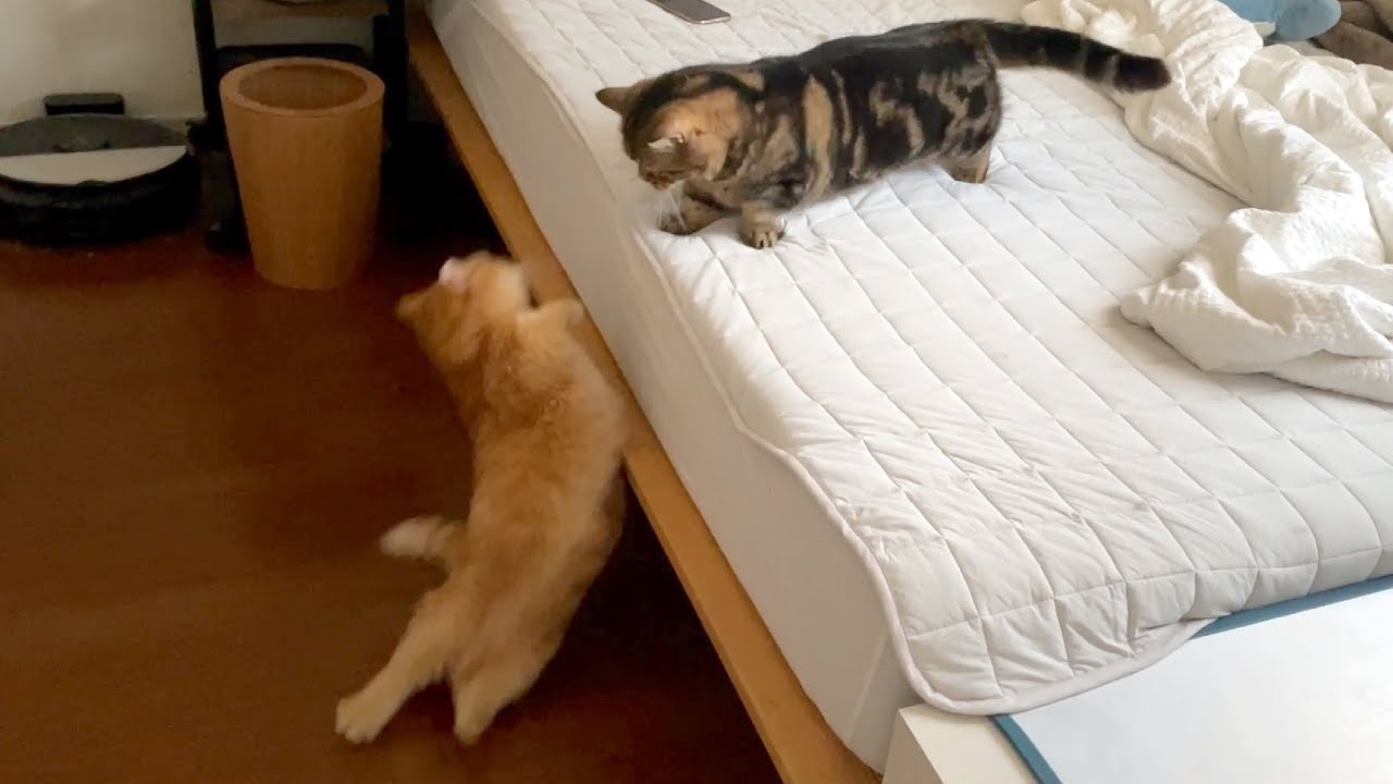 猫はどんな格好で落ちても綺麗に着地するらしい…？