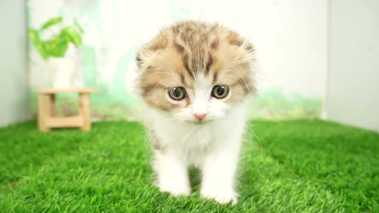 Coo&RIKU　No00687431 スコティッシュフォールド