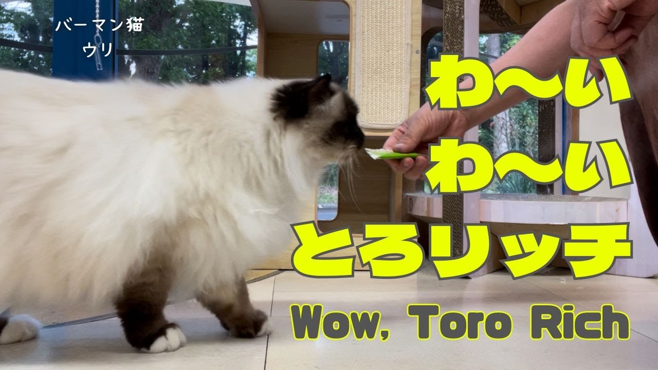 バーマン猫ウリとラフとミカ【わ〜いわ〜いとろリッチ】Wow, Toro Rich（バーマン猫）Birman/Cat