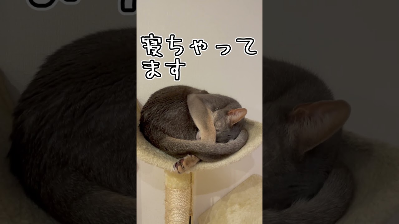 アビシニアンとは その11 #shorts #猫 #アビシニアン