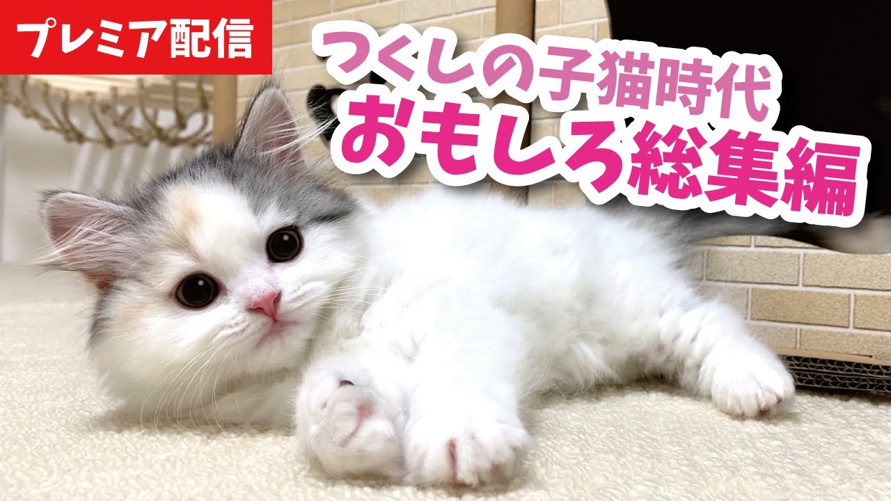 子猫時代のつくしを見ながら奥さんとチャットしませんか？【関西弁でしゃべる猫】【猫アテレコ】