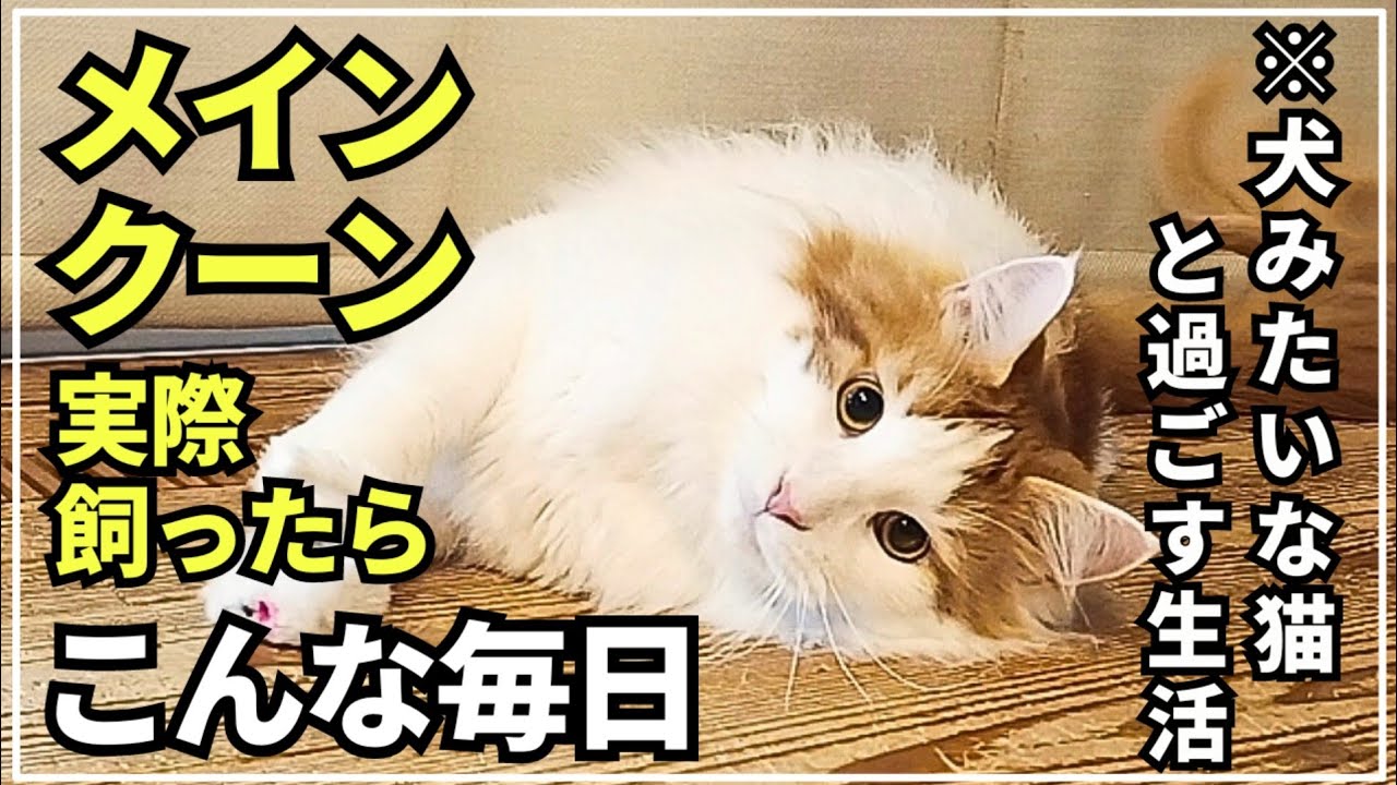 まるで犬みたいな大型猫メインクーンに癒やされる日常。不景気なご時世でも猫さえいれば幸せ！