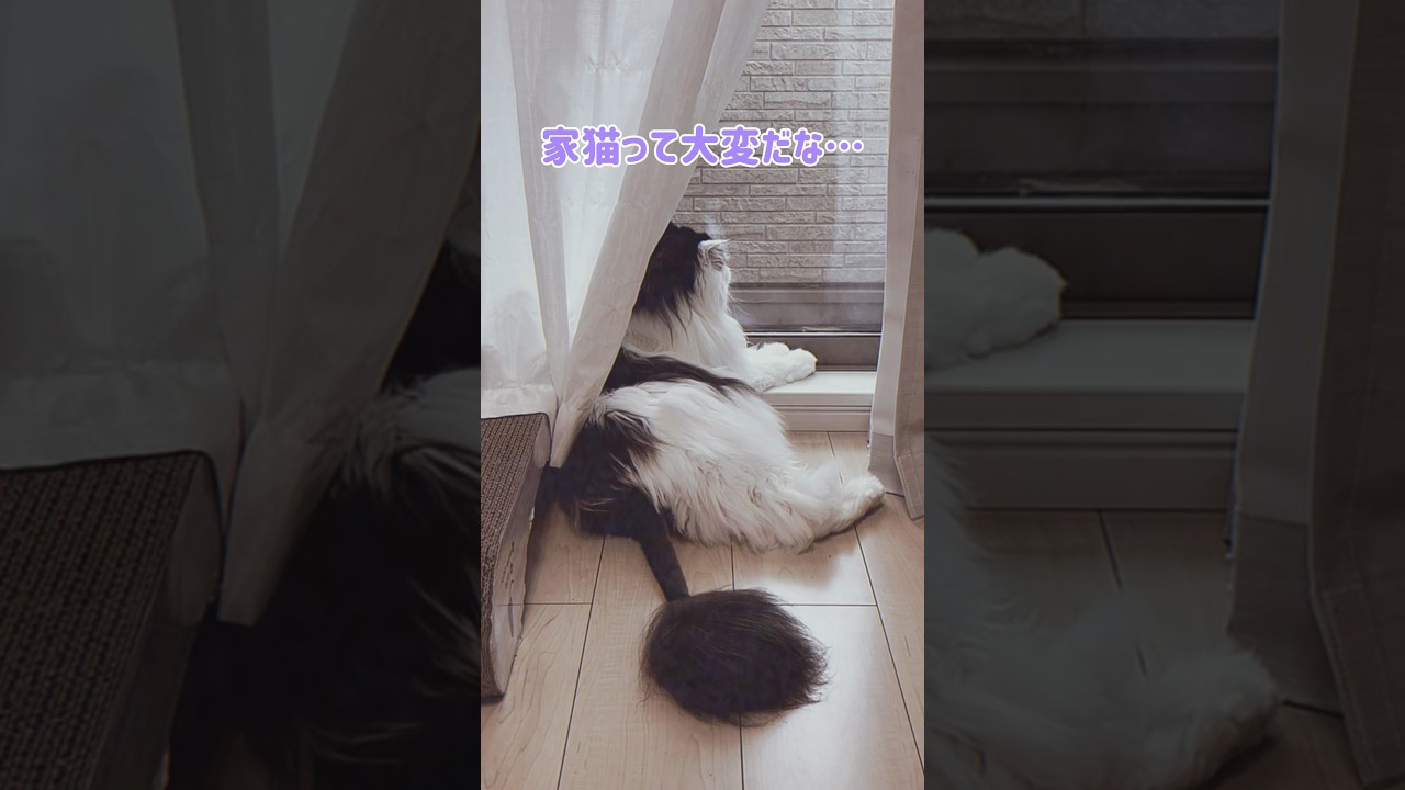 おトノ様の哀愁漂う日光浴w #shorts #cat #スコティッシュフォールド #scottishfold #シニア猫 #猫のいる暮らし #猫動画 #catvideos