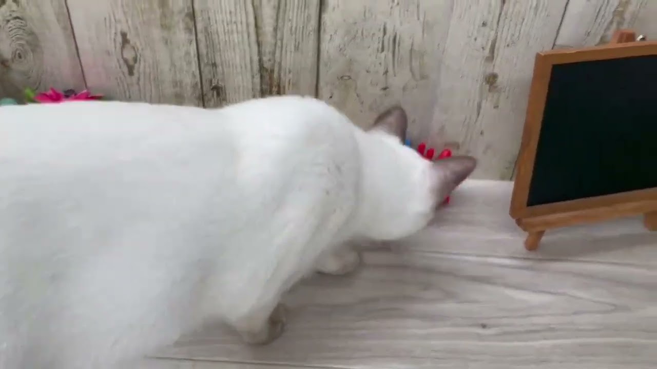 Coo&RIKU　No00671467　トンキニーズ