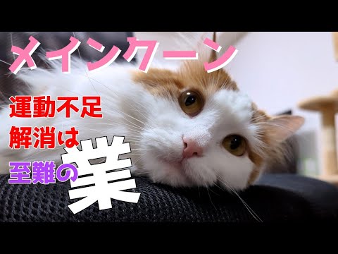 メインクーンの運動不足解消に猫の多頭飼いは有効？【現実はいつも厳しい】