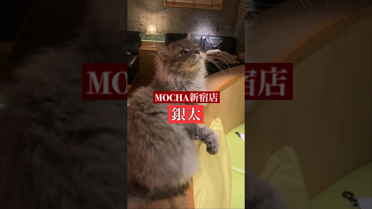 🐱銀太🐱　猫カフェMOCHA新宿店　(スクーカム♂)　2024/7/10 撮影分　　#日替わり猫カフェにゃんこ