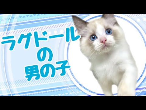 ラグドールの子猫　（和歌山）