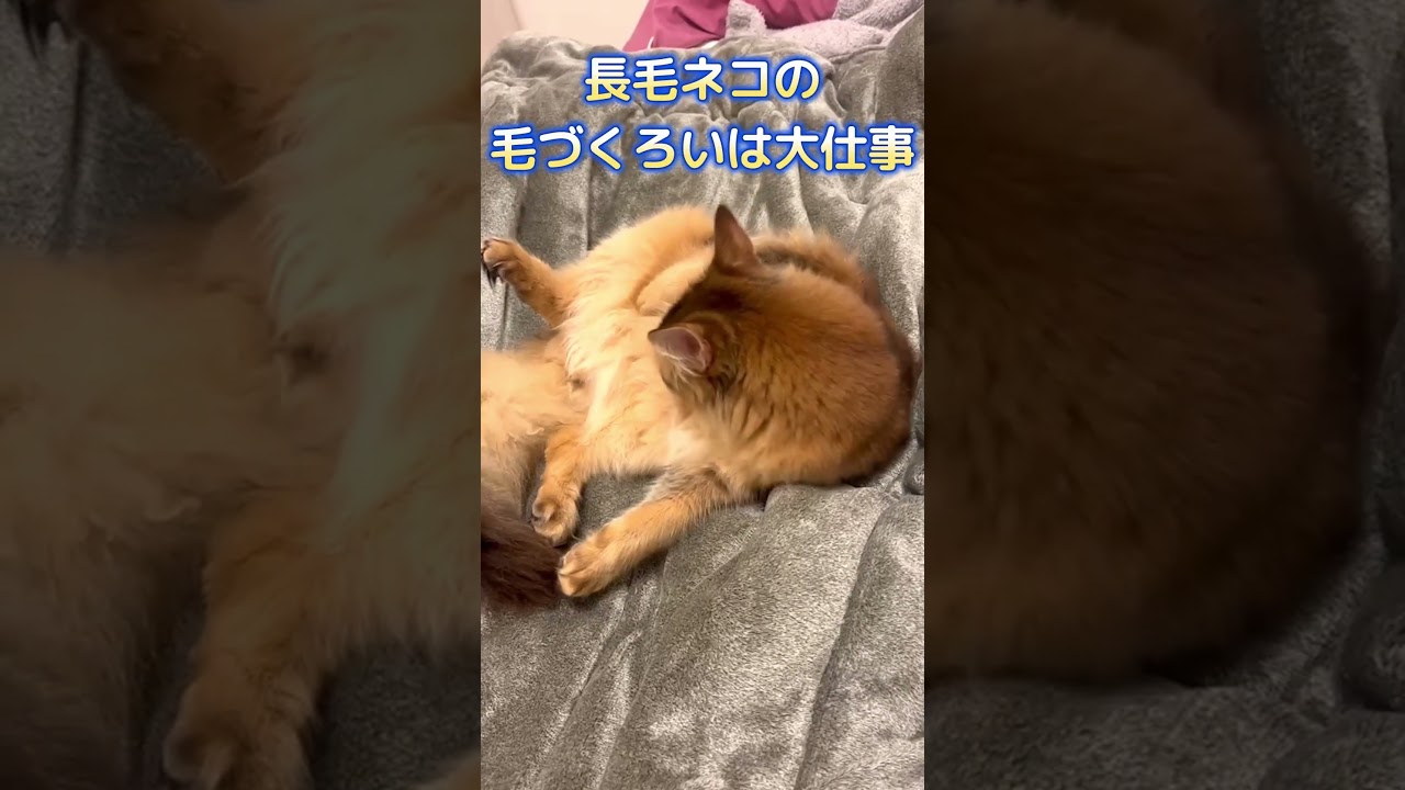 こっち見んな #ソマリ #癒し猫動画 #毛づくろい