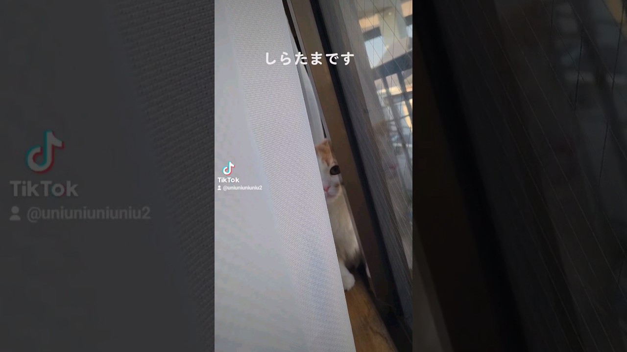 【子猫】ジト目のねこ#ラガマフィン #猫動画 #cat #shorts