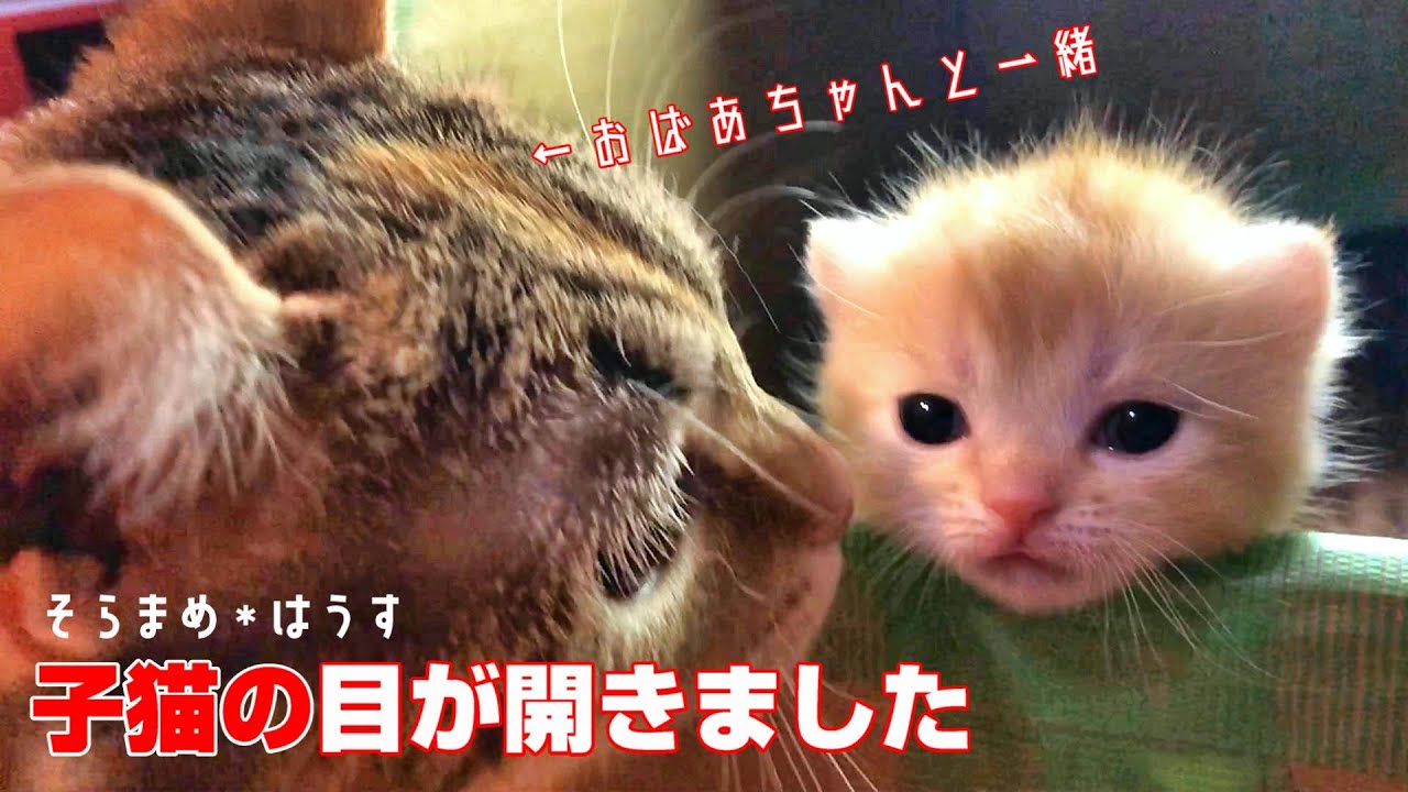 【マンチカン家族】子猫の目が開きました
