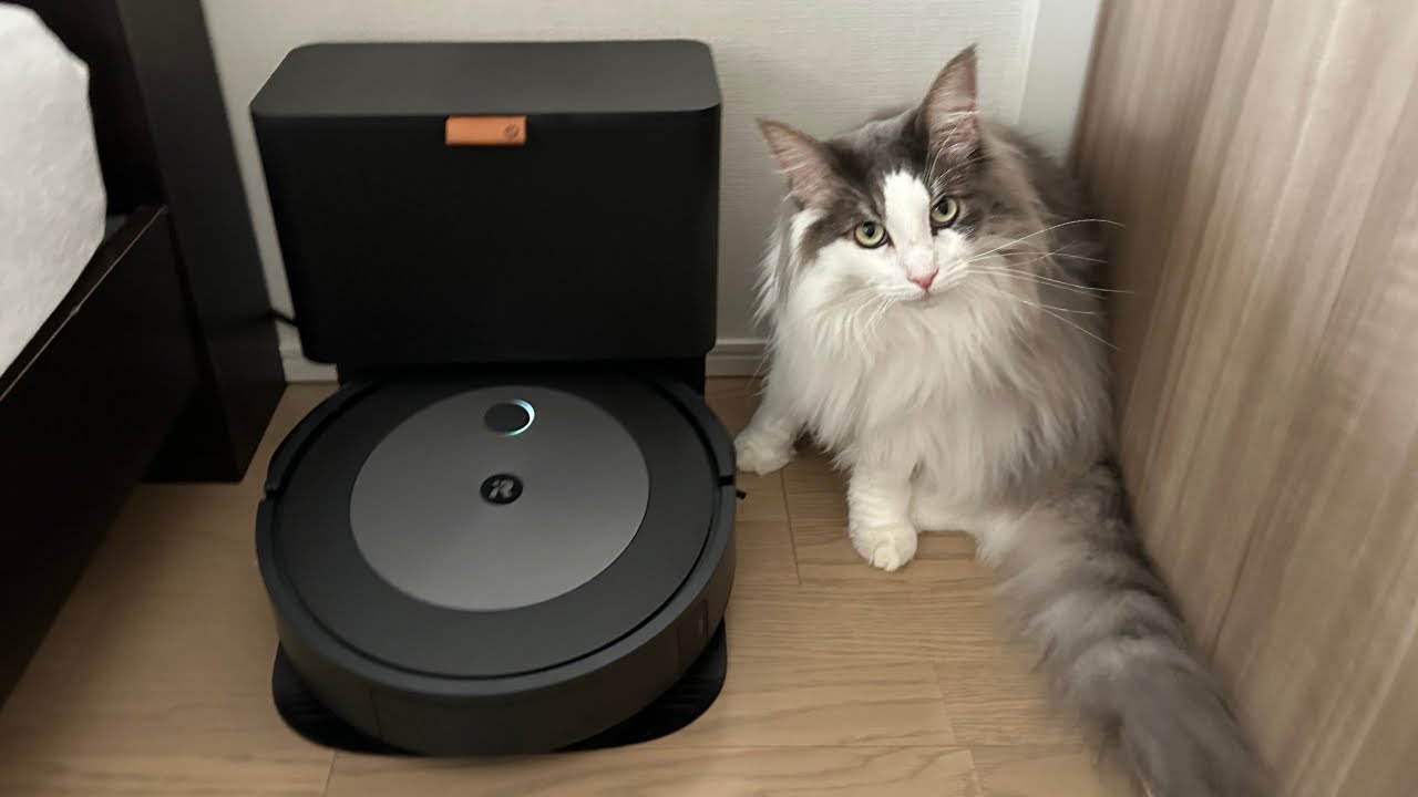 愛猫の新しいお友達がやってきた【メインクーン】
