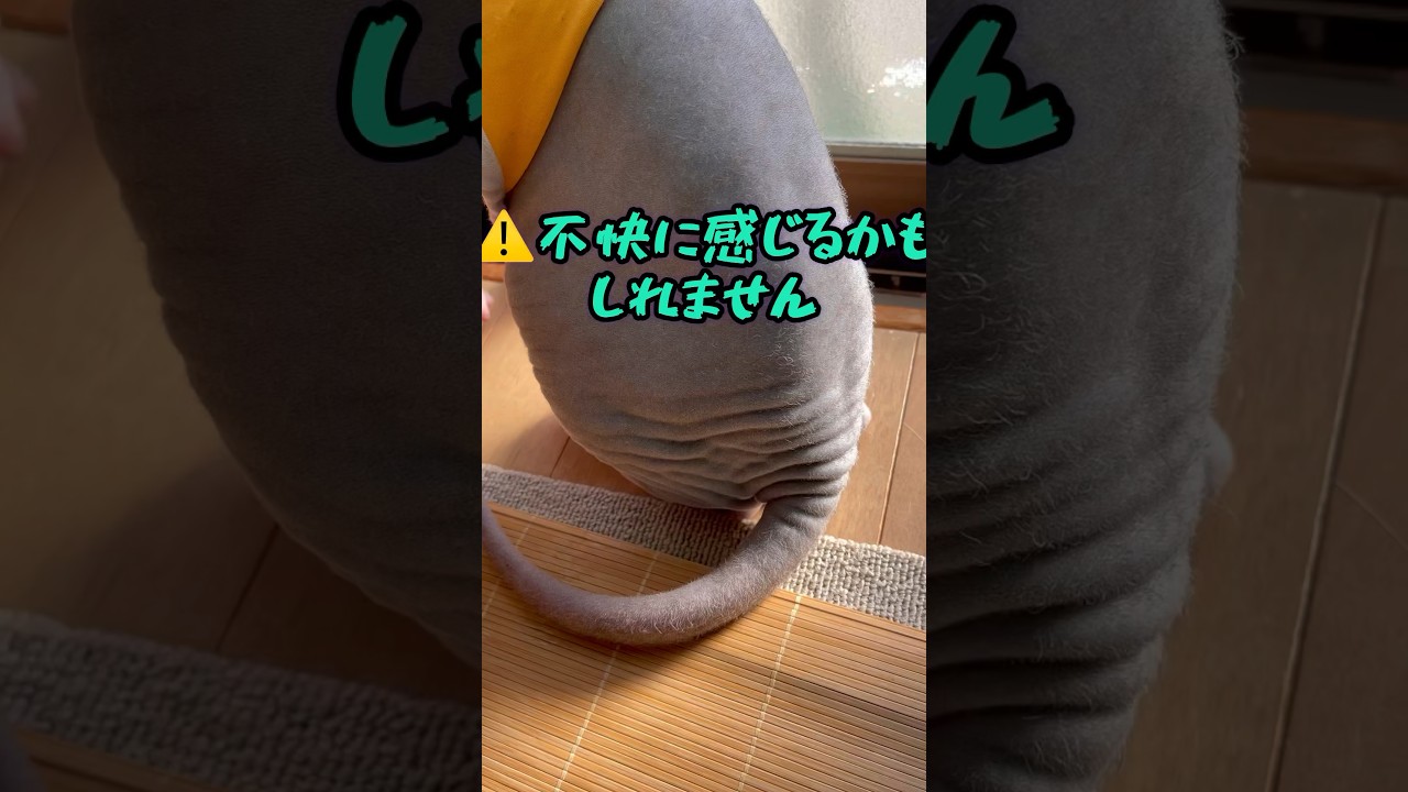 スフィンクス猫のお尻に近づくと最終章💦何度も同じ音楽ごめんなさい😅大人の事情です❗️#shorts#cat #猫#sphynx