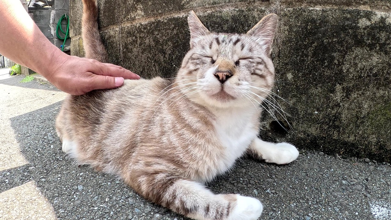 ナデナデが苦手なうずまきシャム猫が水を飲んで緊張をほぐす