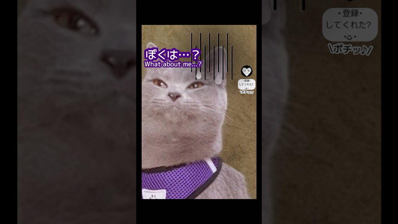 【え？】Watashi wa sta ? ん？😨　#猫 #cat #シャルトリュー #chartreux #mamushi #watashiwastar #whataboutme ?