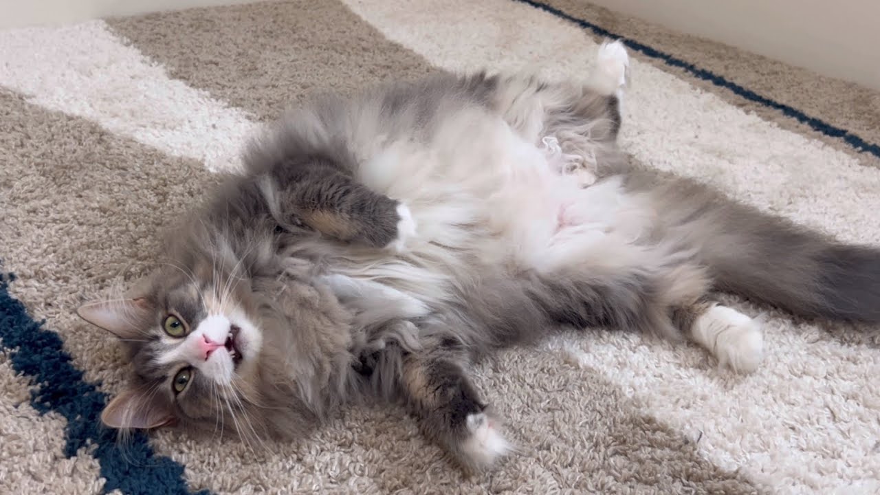 【家具】好奇心旺盛だけど、やる気のないノルウェージャンフォレストキャットwww