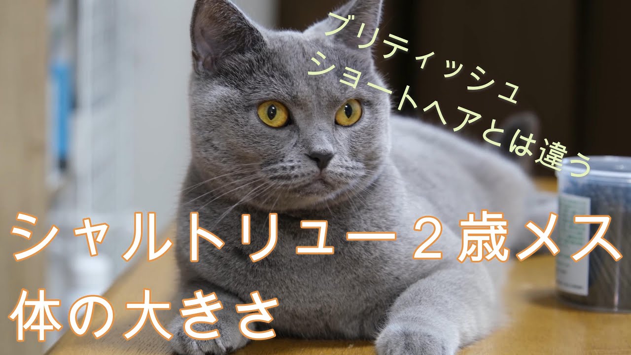 シャルトリュー２歳メスの体の大きさ