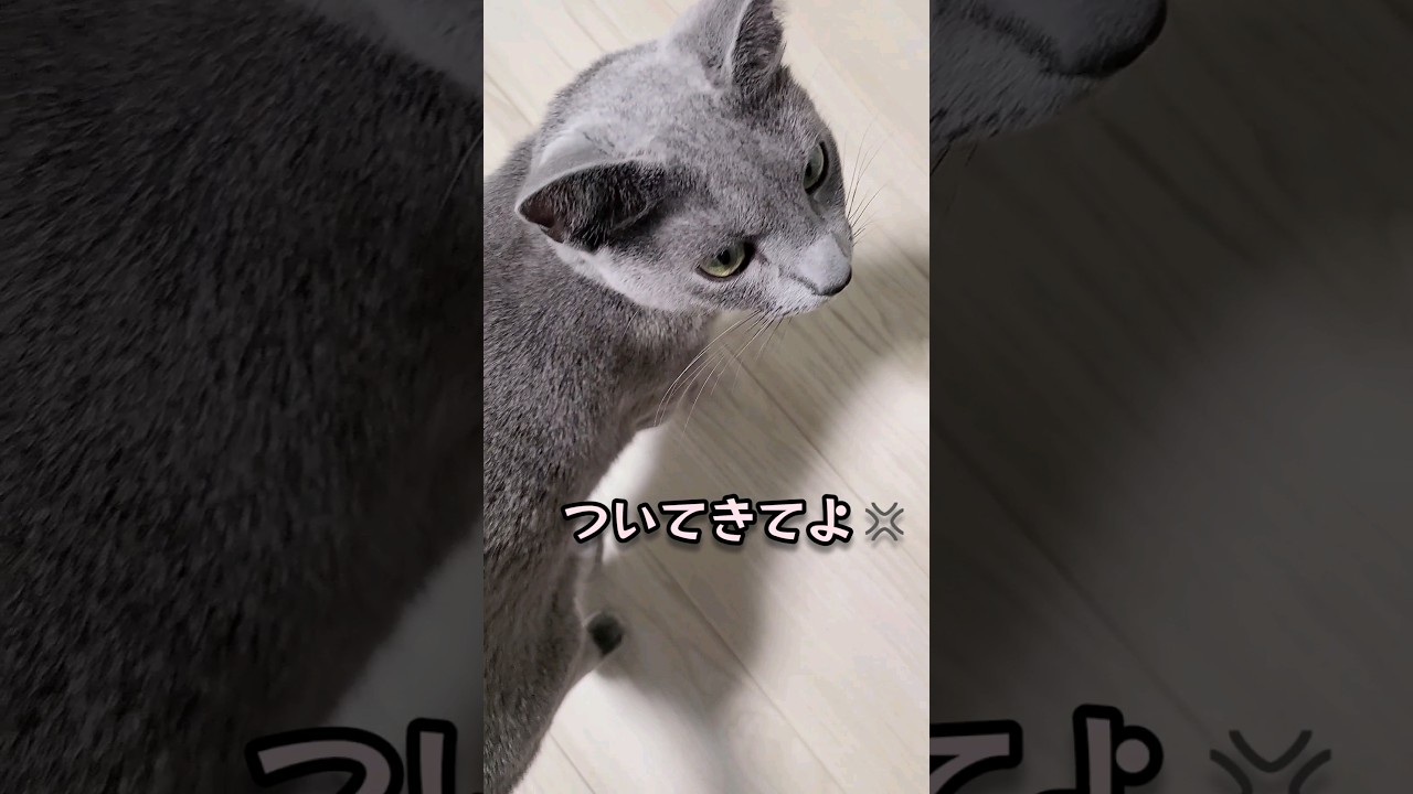 ボイスレスキャット ロシアンブルーのゴロニャン❤