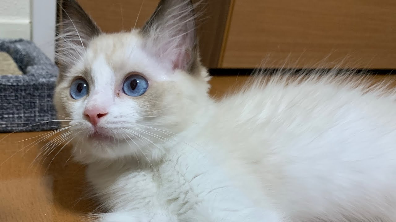 新しい家族です！ラグドールの子猫