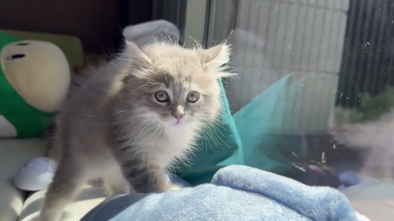 窓に映った自分に反応する猫　サイベリアンA cat reacting to its reflection in a window. Siberian