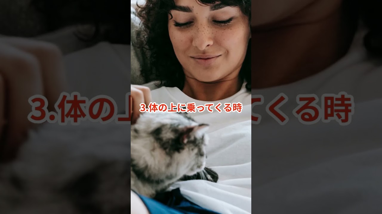 猫ちゃんの触っていいよ🎵のサイン5選 #猫 #cat #1分雑学 #雑学 #豆知識#アニマル百科事典