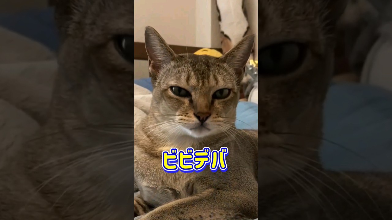 【猫動画】主がビビデバが大好きなので、踊っていただきました。 #猫 #cat #シンガプーラ #shorts