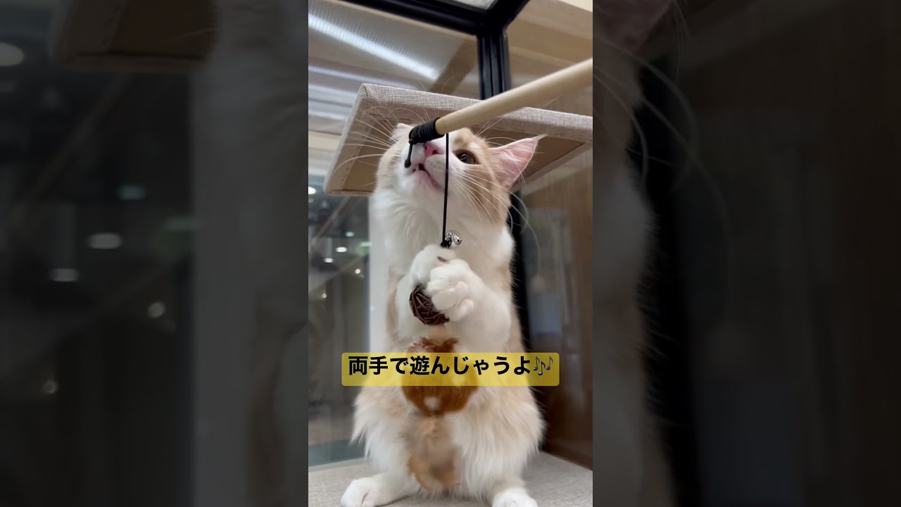 猫じゃらし大好き！ノルウェージャンフォレストキャット