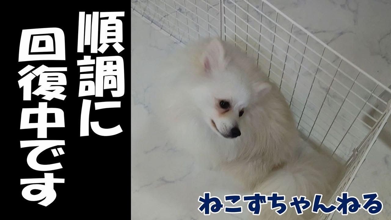 レッグペルテス順調に回復中です♪　ポメラニアン「てん」　ねこずちゃんねる830 #犬 #いぬ #dog  #ポメラニアン