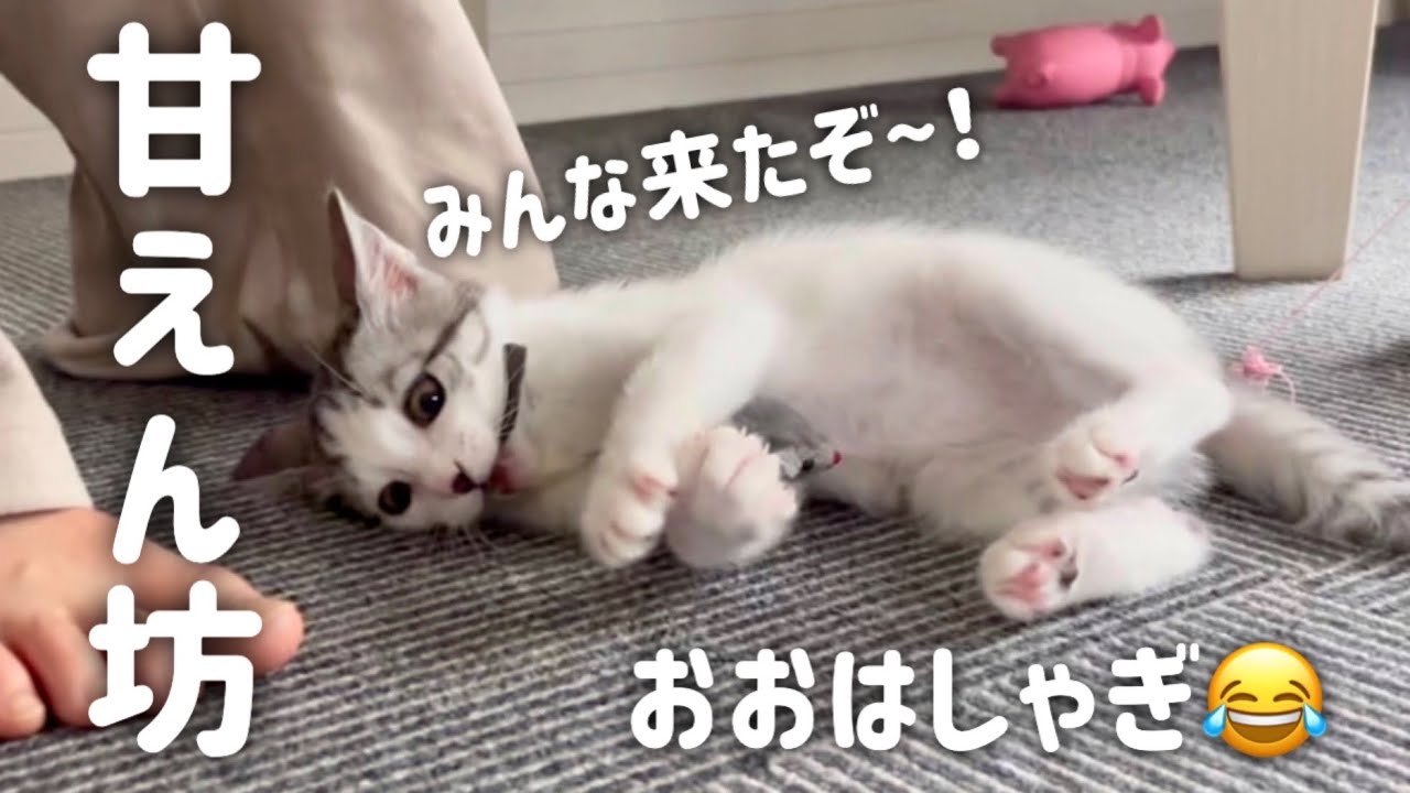 【甘えん坊】家族が会いにくるとテンションが上がる子猫が可愛すぎる…【保護猫/捨て猫】